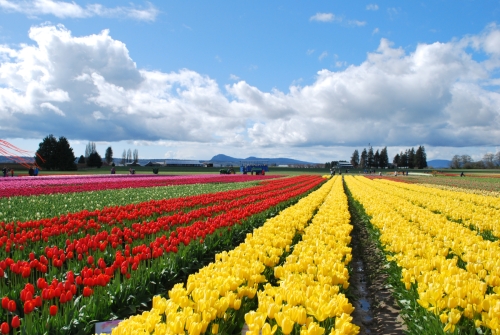 Flowers Tulip 2018 Skagit Valley 