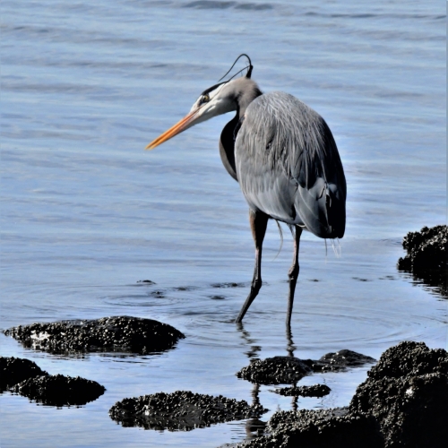 Herons 2021Washington State
