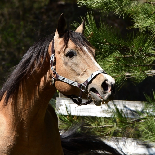 Horses Crown/ Half Halt Farms 2021Dogs 2020 Book your Photo Shoot !