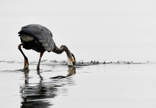 Herons 2020Blue Heron Fishing Series 2020