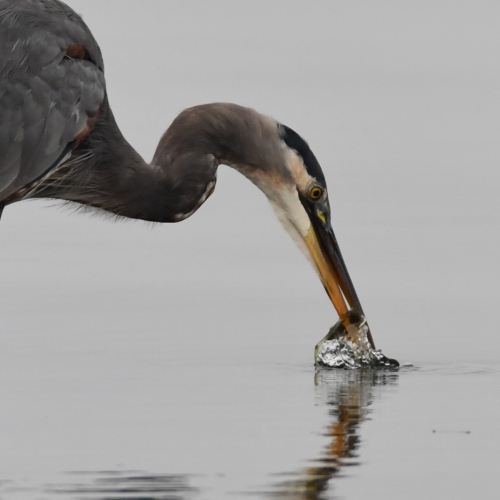 Herons 2020Blue Heron Fishing Series 2020