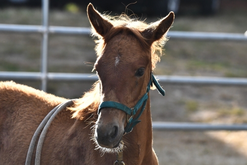 Heart String For Horses 2020