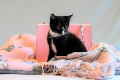 Feline Community Cat Coalition WA