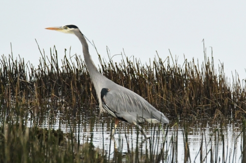 Herons 2021Washington State