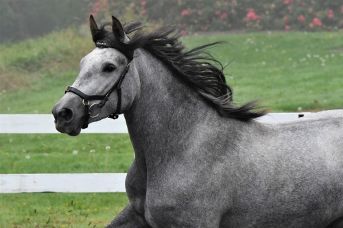 Horses Silhouette Farms 2020  Book your Photo Shoot !