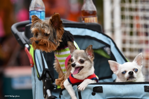 Dogs Shelter Charity Event