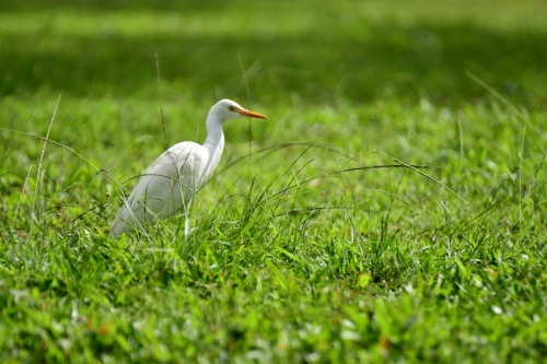 Herons 2021Cattle Egret/ 2021  Hawaii