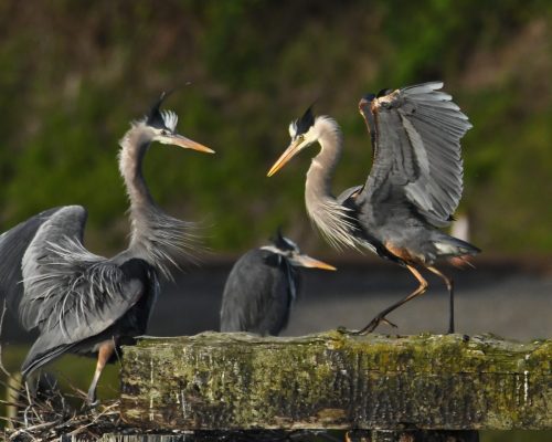 DSC 8222-p-8x10-Copy