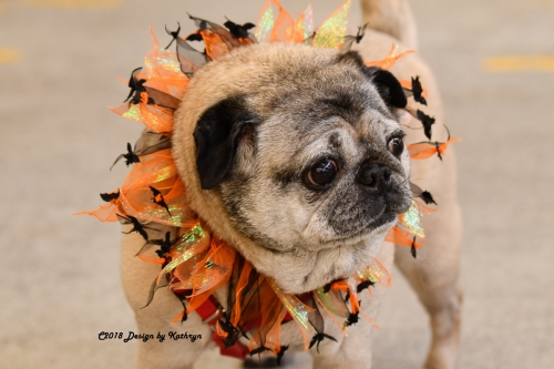 Dogs Pug O Ween